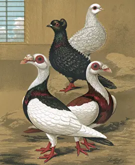 Curls: Pigeons - Frill-Backs and Scandaroons, Fancy Breed