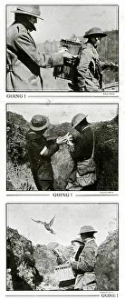 Pigeon: Pigeons for message-carrying WWI