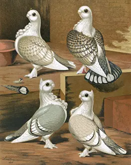 Frilled: Pigeons - A portrait of four Oriental Frills