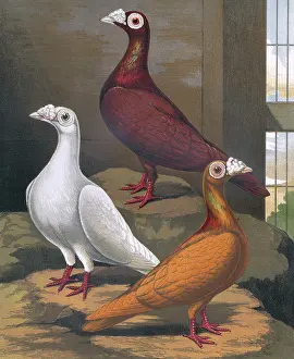 Pigeons: Pigeons - Red, White and Yellow Dragoons, London Fancy Breed