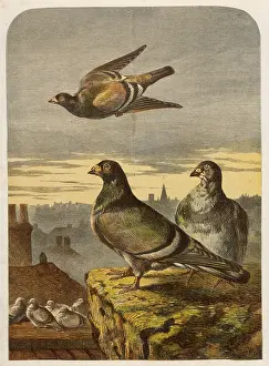 Pigeons on Rooftops