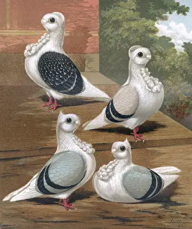 Breasted: Pigeons - Two Shell Crown and Two Point Crest Turbits