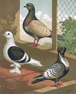 Blend: Pigeons - Shield, Hyacinth, Suarbian, German Toy Breeds