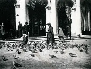 Pigeons: Pigeons in St Mark's Square, Venice, Italy
