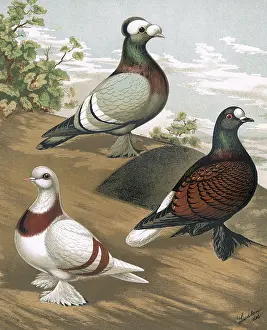 Characteristics: Pigeons - Swiss or Crescent, Priest and Fire-Back