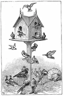 Pigeons: Pigeons used by Charles Darwin at Down House