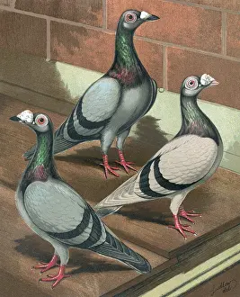 Pigeons: Pigeons - Young and Old, Blue and Silver Dun Dragoon