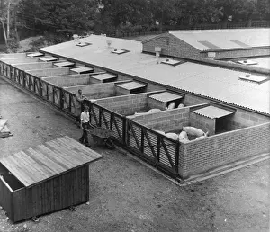 Piggery: PIGGERY, NORWICH