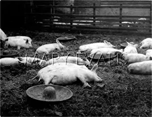 Troughs: PIGLET AFTERNOON NAP