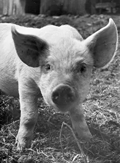 Pigsty: A piglet gazes into the camera