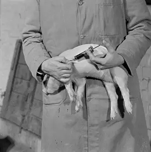 Syringes: Piglet injection