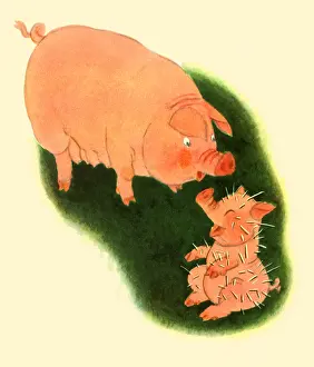 Mama: Piglet after a Porcupine Experience