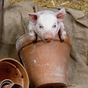 Flowerpot: Piglet in a Terracotta Flowerpot