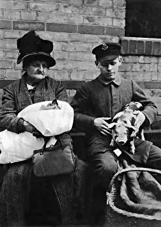 Piglet: Piglet at the vet, 1926