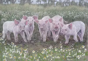 Piglets: Five Piglets