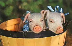 Piglets: Piglets in Basket