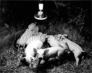 Infra: PIGLETS/INFRA RED LAMPS