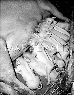 Suck: PIGLETS AND MOTHER