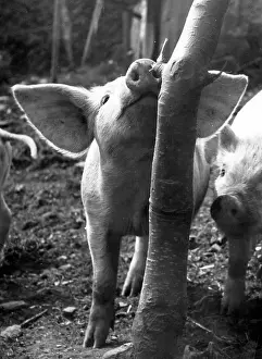 Trotters: Two piglets in a wooded area