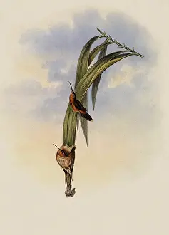 Hermit: Pigmy Hermit, PhaEothornis Pygm...aeus