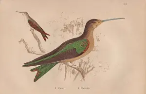 Hand Colored: Pigmy hermit, Phaetornis pygmaeus, and gigantic