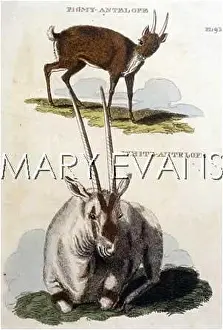 Pigmy: PIGMY/WHITE ANTELOPE
