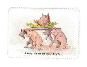 Boars: Pigs with boar's head on a Christmas card