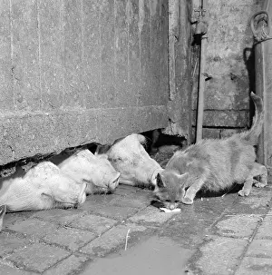 Snouts: Pigs And A Cat