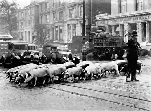 Spitalfields: Pigs crossing road c. 1930