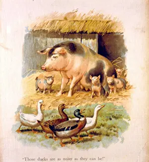 Noise: Pigs and ducks in a farmyard