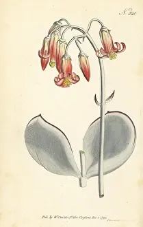 Sansom: Pig's ear, Cotyledon orbiculata
