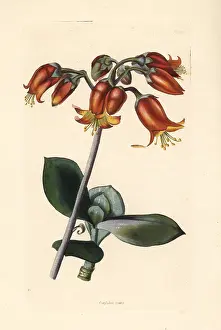 Cotyledon: Pig's ear or round-leafed navel-wort, Cotyledon orbiculata