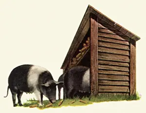 Munch: Pigs Eating Corn Cobs