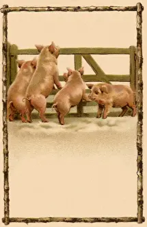 Trotters: Four Pigs by Fence