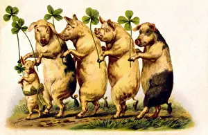 Leafed: Pigs with four-leafed clover