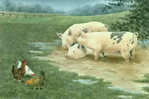 Cargill: Three Pigs and Three Hens