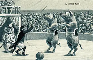 Ringmaster: Pigs and monkeys in a circus on a postcard