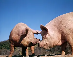 Porker: TWO PIGS NOSE TO NOSE