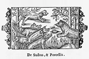 Olaus: PIGS / OLAUS MAGNUS 1555