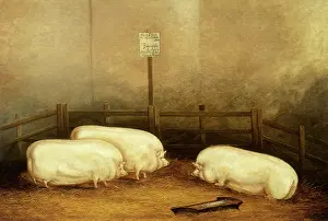 Grouped: Pigs in a Show Pen