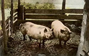 Pigpen: Pigs in Pigpen