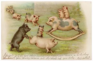 Piggy: PIGS AT PLAY 1904