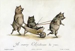 Wheelbarrows: Pigs playing with a wheelbarrow