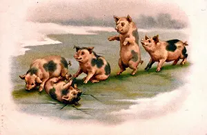 Cracking: Pigs sliding on the ice