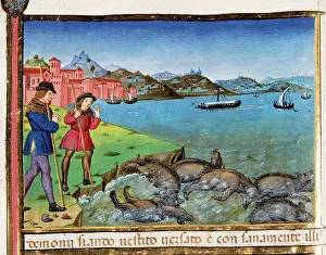 Pigs: Pigs are thrown into the sea and drown. Codex of Predis (147