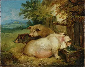 Pigs by a Trough