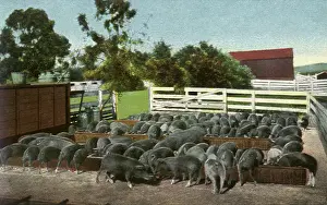 Trough: Pigs at the Trough