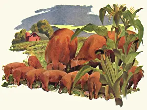 Trough: Pigs at the Trough