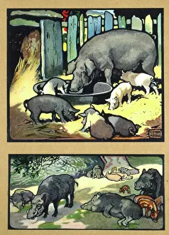 Boar: Pigs and wild boars