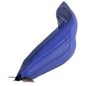 Cambrian: Pikaia illustration, Paleozoic Era